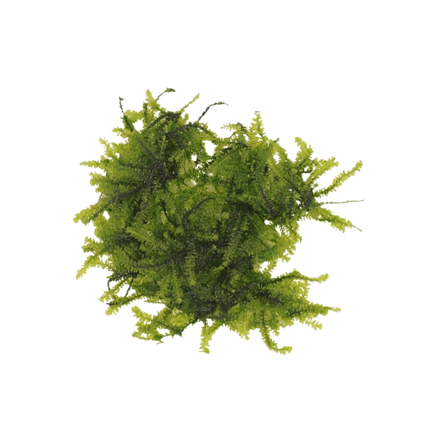 Weeping Moss