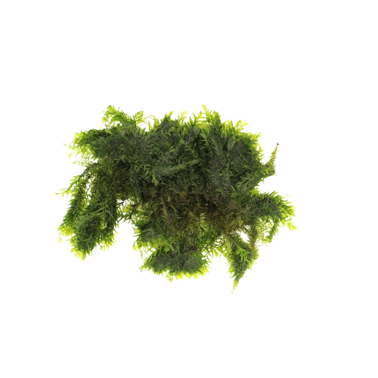 US Fissidens Moss