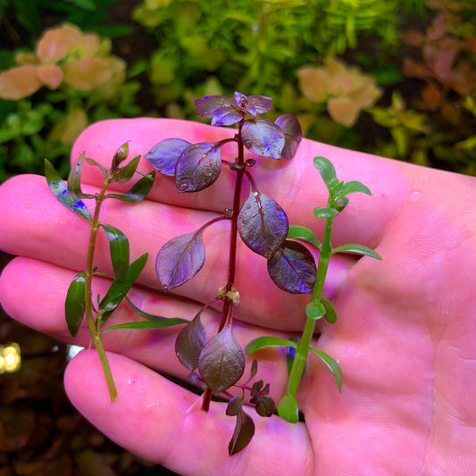 Emersed vs Submersed Grown Aquarium Plants: Why Does it Matter?