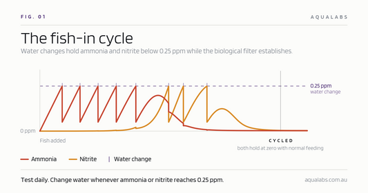 How to 'Fish-in' Cycle an Aquarium
