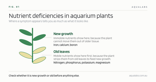 Nutrient Deficiencies in Aquarium Plants