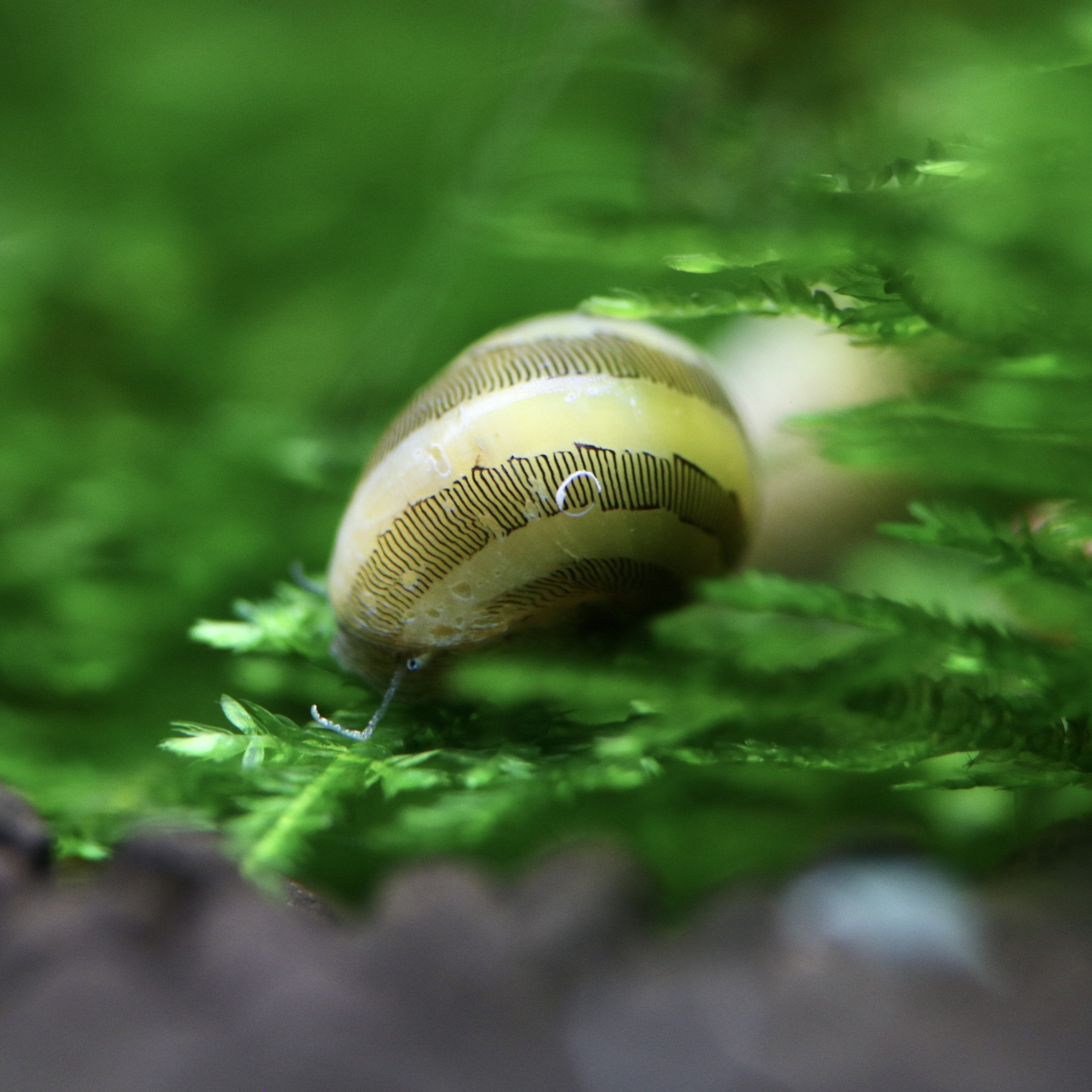 Algae Eaters Nerite Snails, Native Algae Eating Shrimp AQUALABS