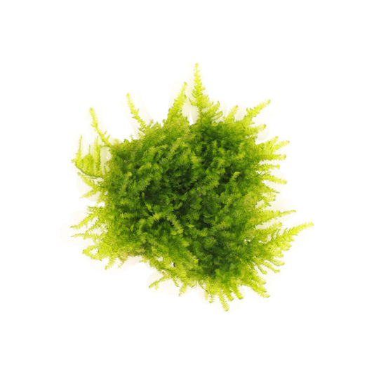 Mini Christmas Moss