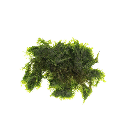 US Fissidens Moss