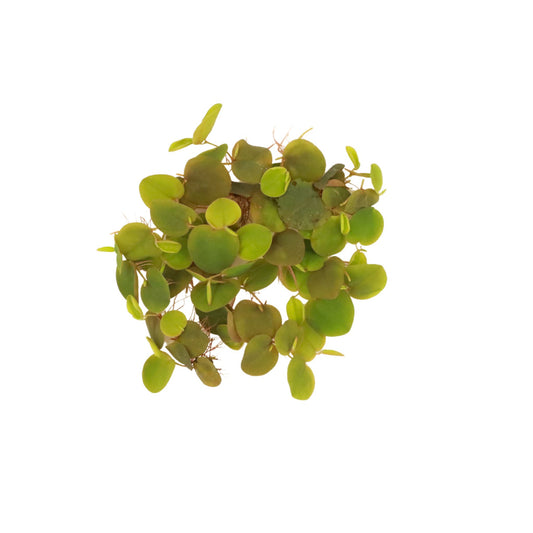 Red Root Floaters