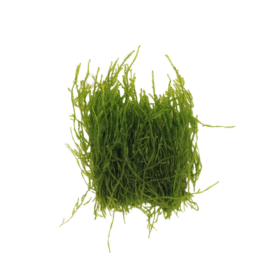 Moss – AQUALABS