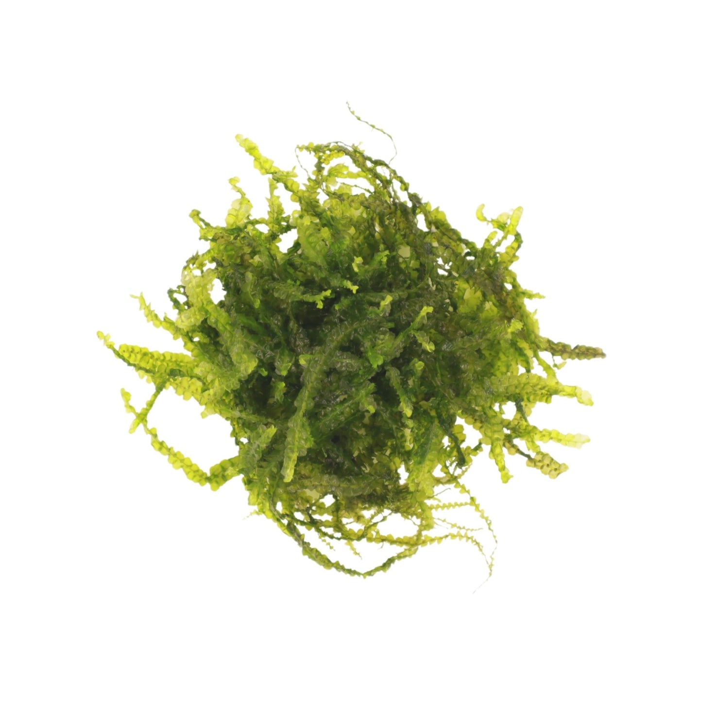 Cameroon Moss