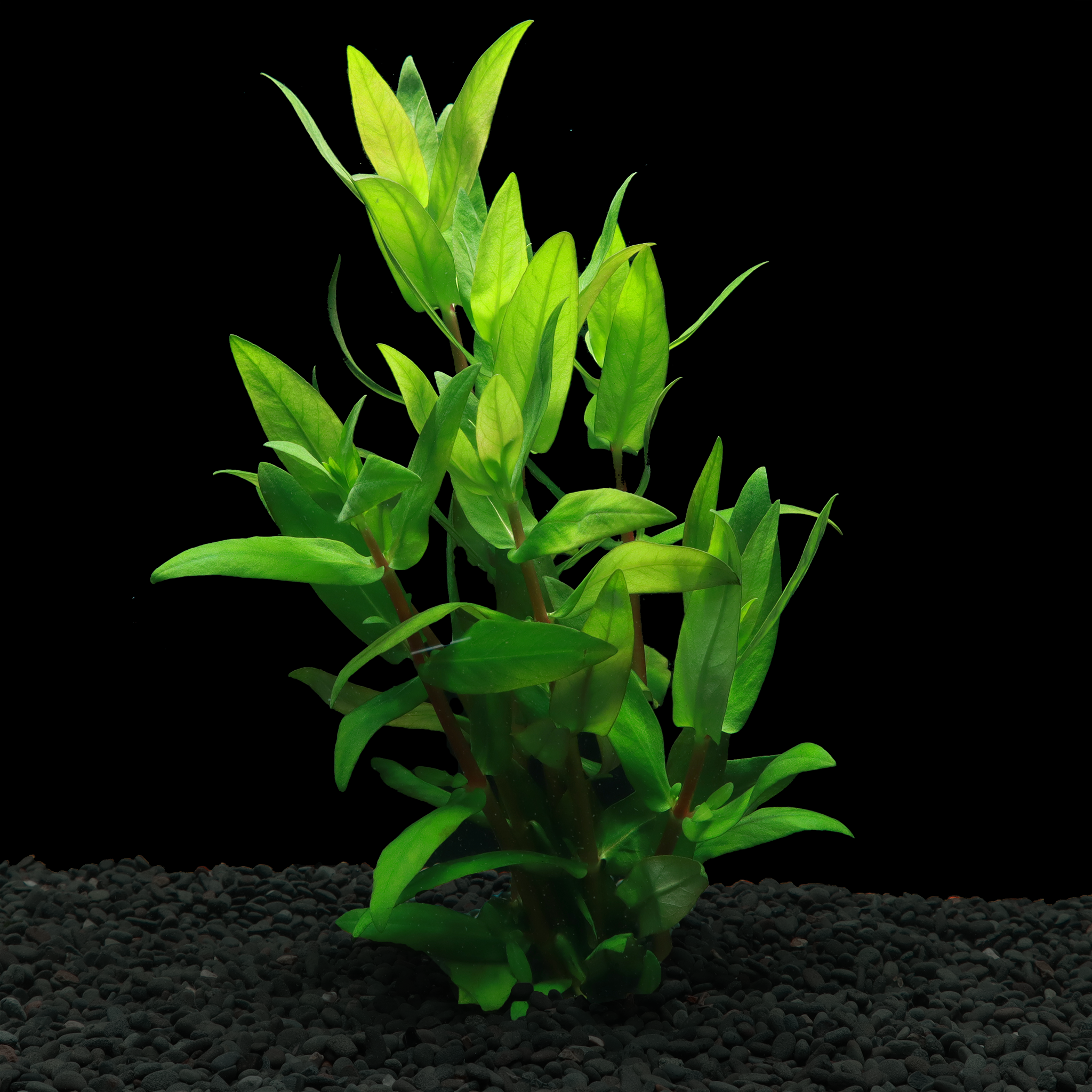 21+ Cardinalis Aquarium Plant